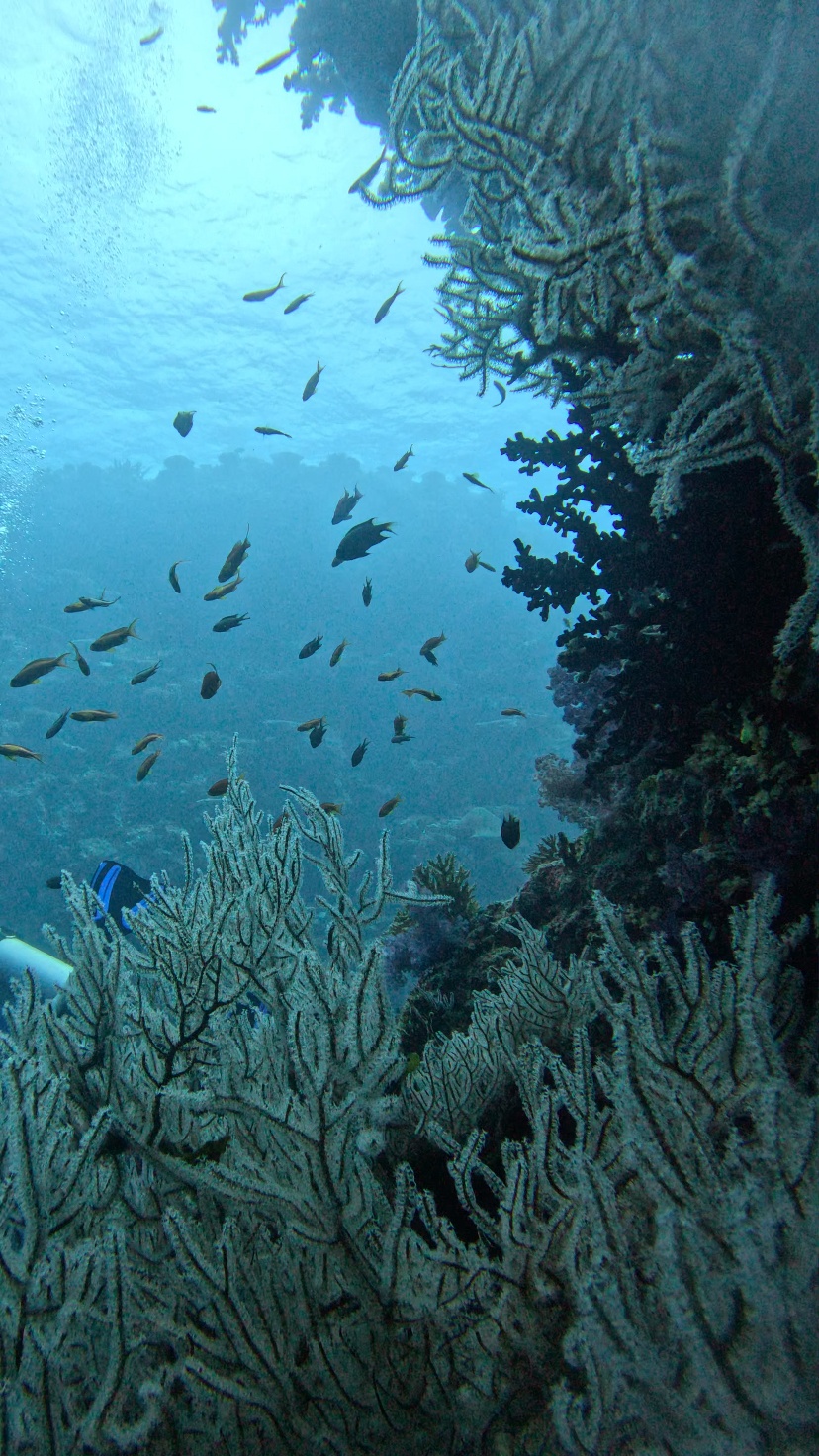 Coral Reef and Marine Life