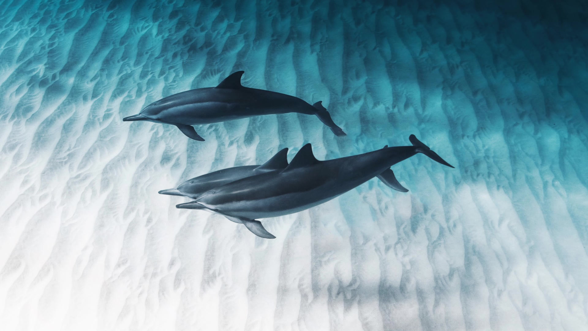 Marine Conservation and Partnerships